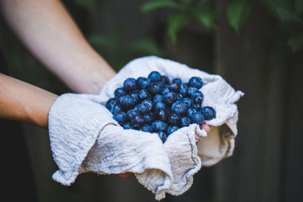 Blaubeeren- Heimische Superfoods